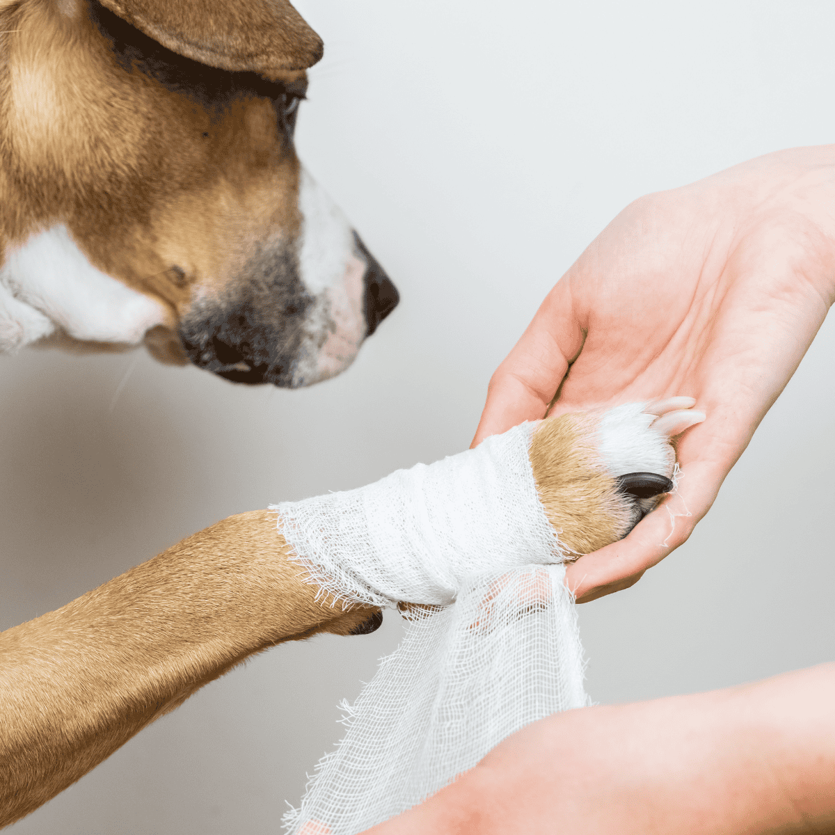 Close-up of a dog paw with a bandage being examined by a person.