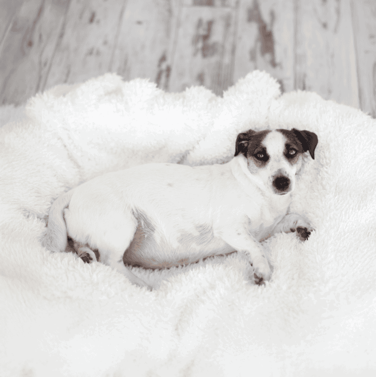 Adorable puppy relaxing on soft fleece bed, perfect for comfort and rest.