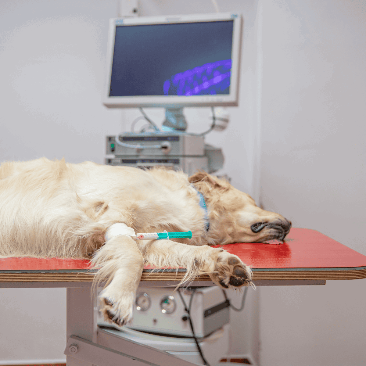 A golden retriever receives medical treatment at the veterinary clinic, lying calmly on the examination table with IV therapy.