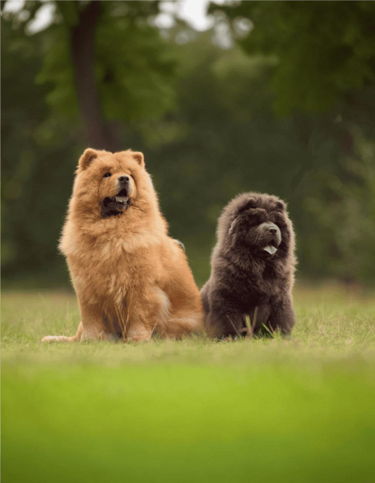Playful fluffy chow chows outdoors with green trees in background, showcasing dog grooming and care services.