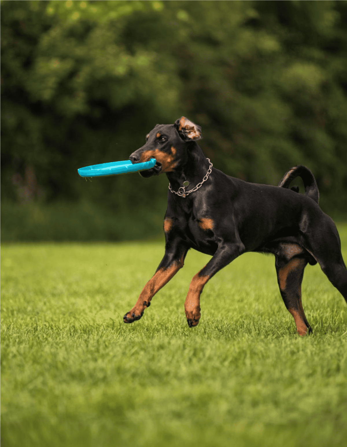 Dog playing fetch with frisbee in lush green park, Rottweiler enjoying active outdoor fun.