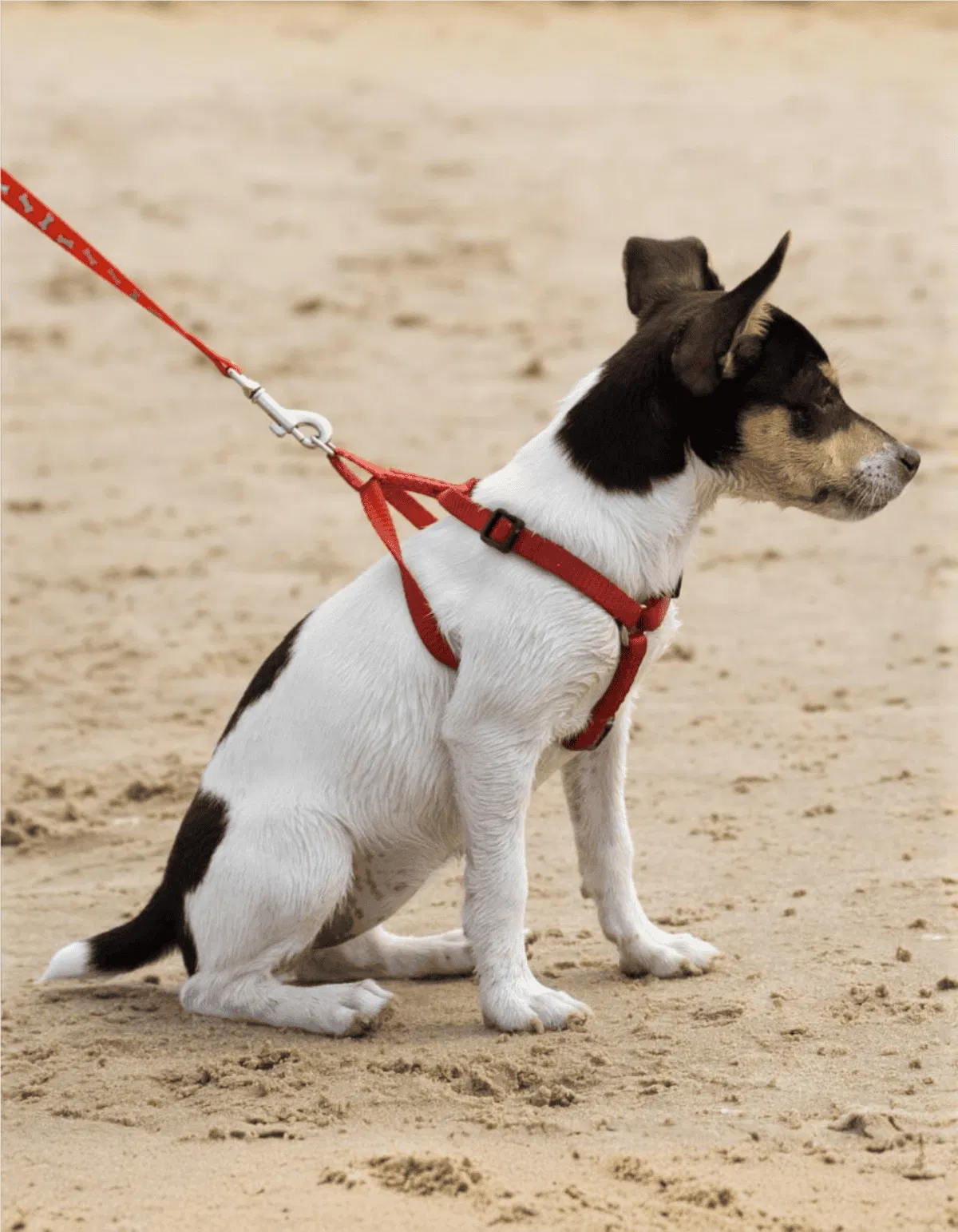 Adorable dog wearing a red harness and leash at the beach, sitting calmly on the sand.