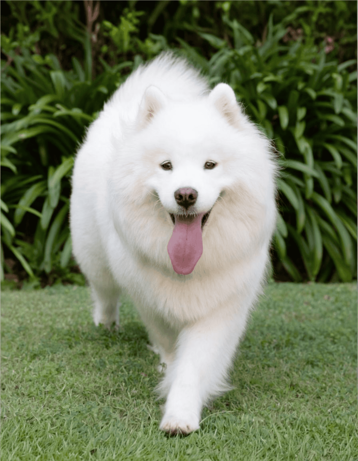 Adorable white Samoyed dog enjoying outdoor playtime.