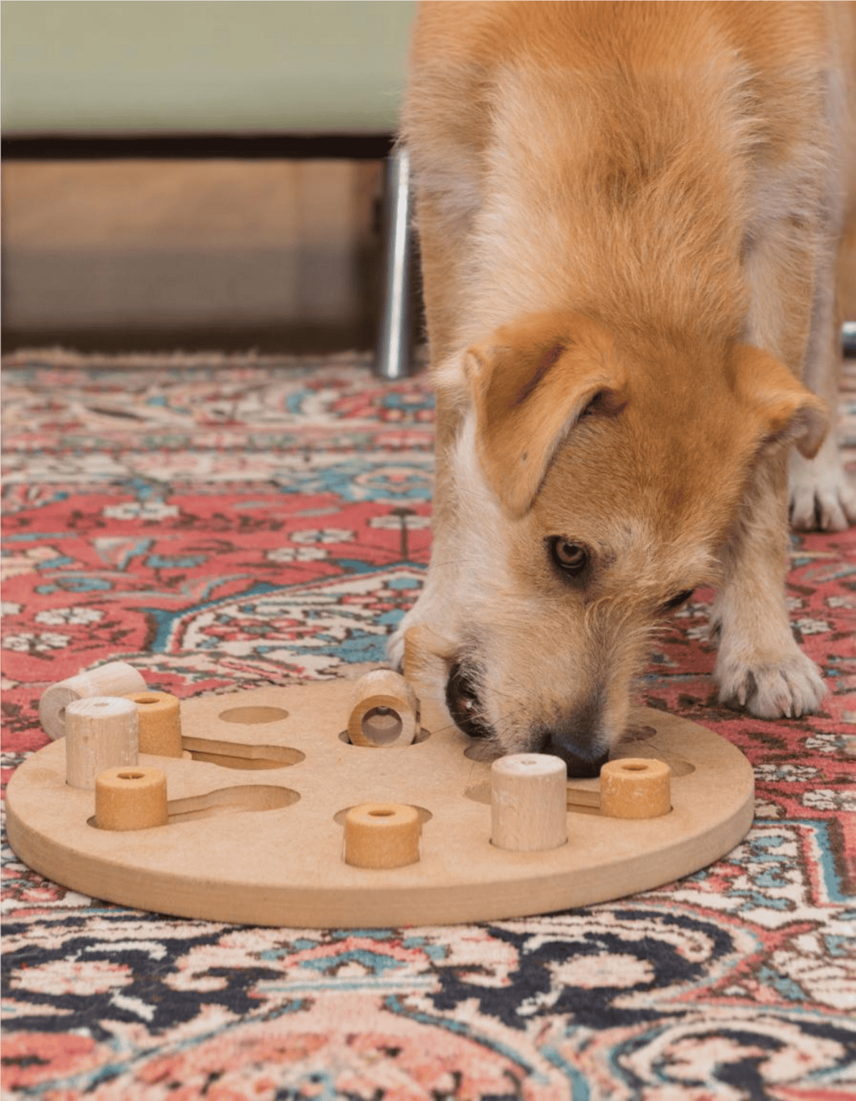 Dog interactive puzzle toy for mental stimulation.