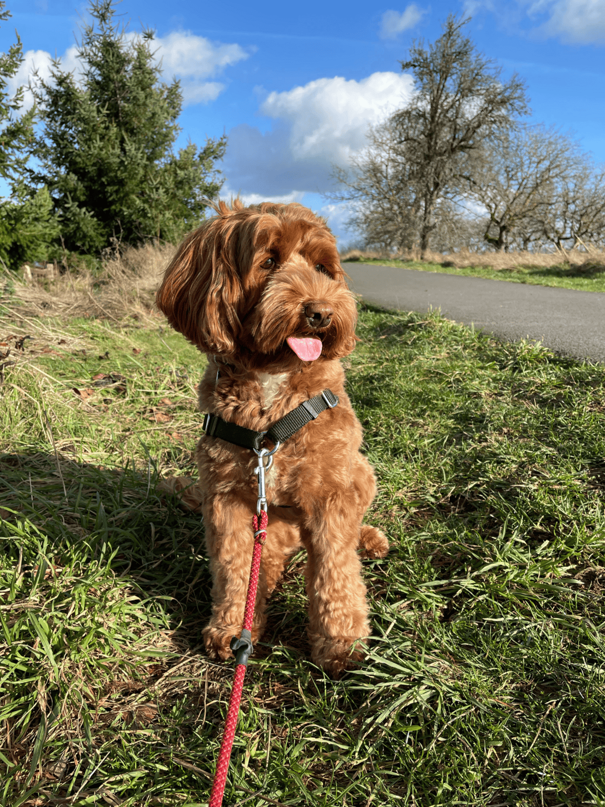 Bright, cheerful image of a fluffy brown Labradoodle puppy sitting on grass during a sunny day, wearing a harness and leash.