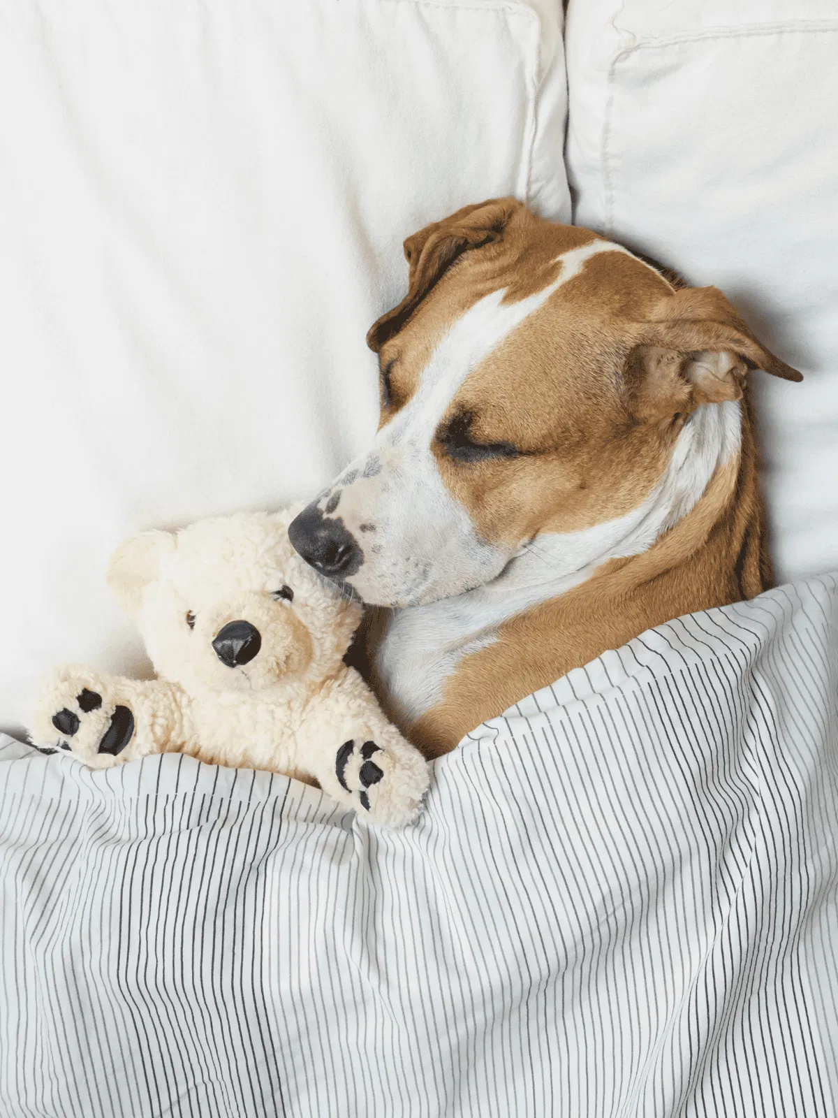 Healthy dog sleeping with plush toy.