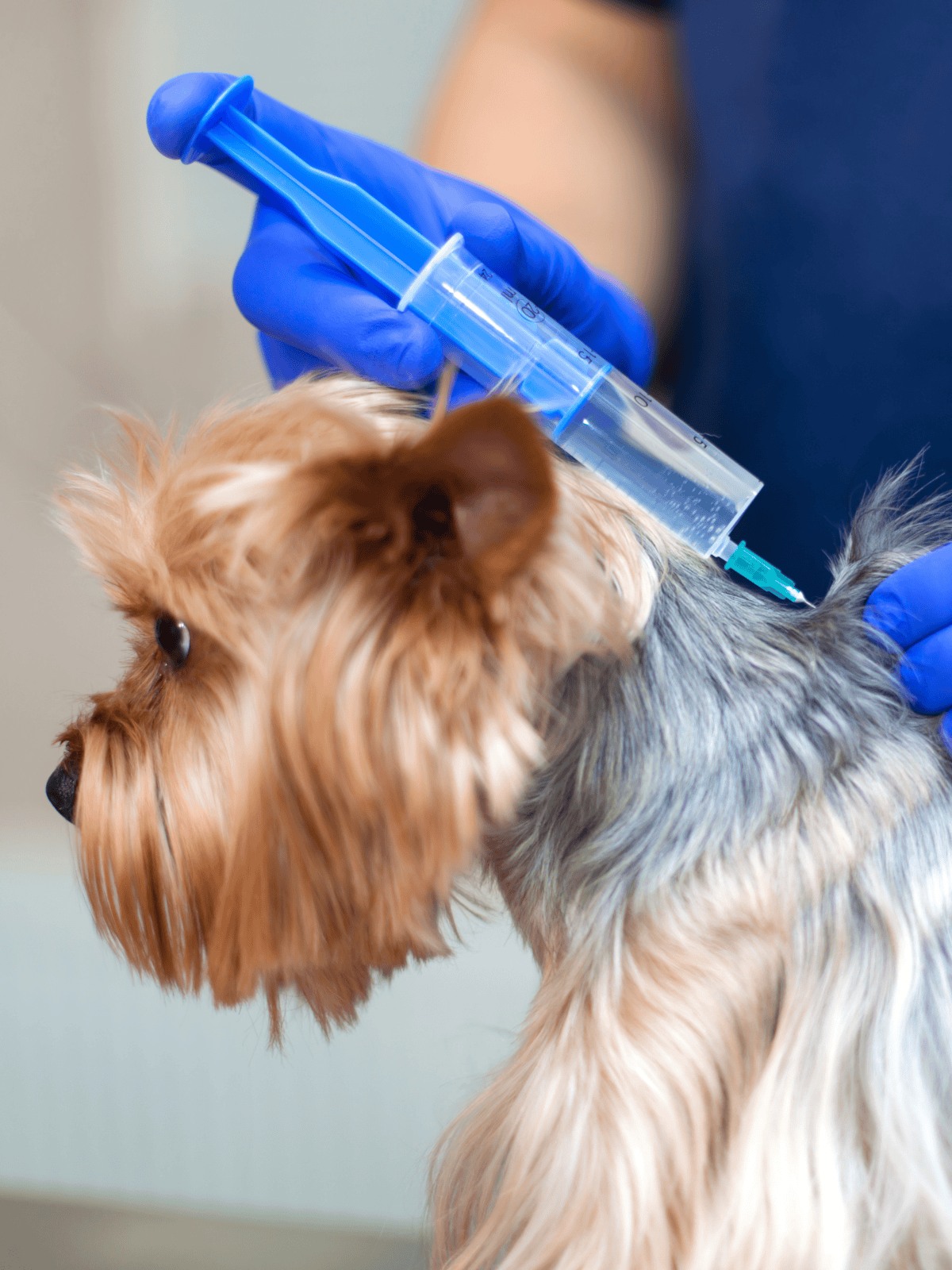 Dog receiving veterinary vaccination or treatment, ensuring pet health and safety.