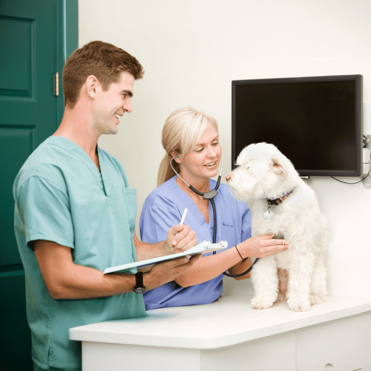 Veterinarian examining a puppy with a stethoscope, showing animal health and veterinary services.