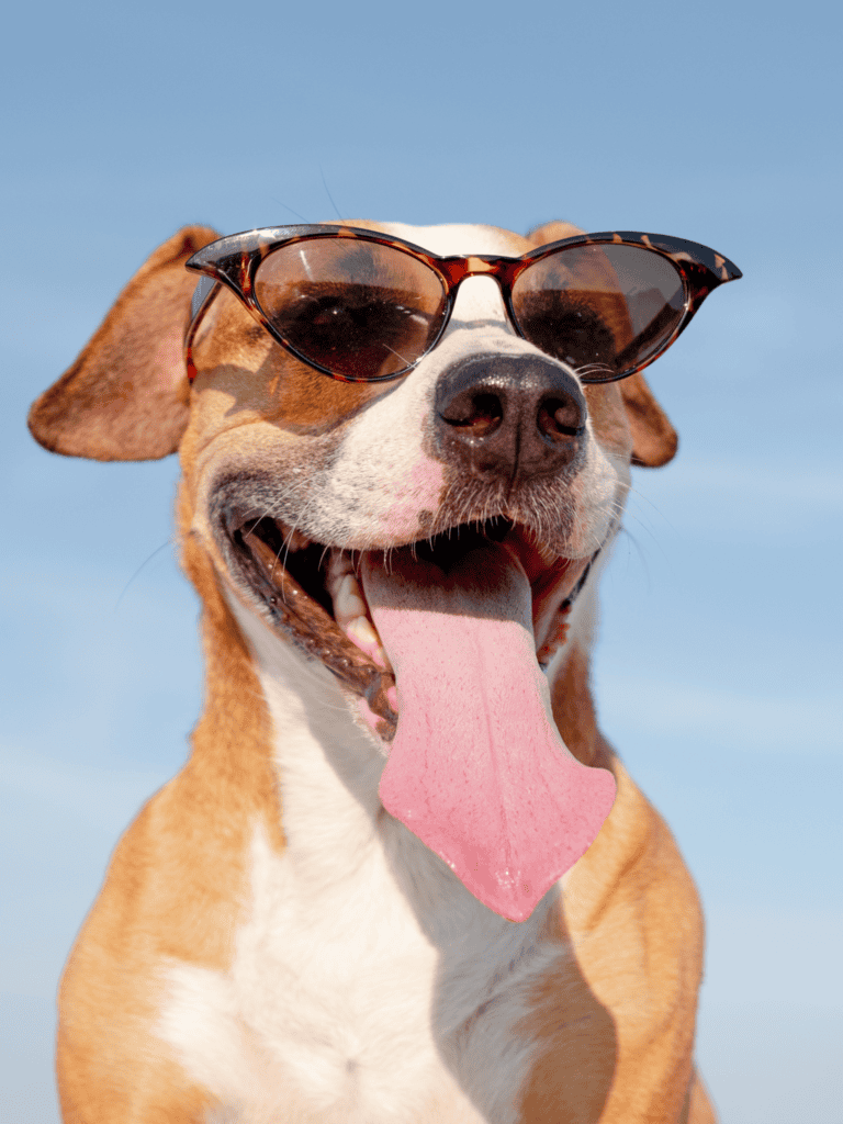Dog wearing stylish sunglasses, enjoying sunny day outdoors.