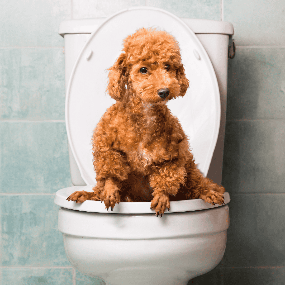 Adorable poodle puppy sitting on toilet, showcasing pet humor and comfort in the bathroom.