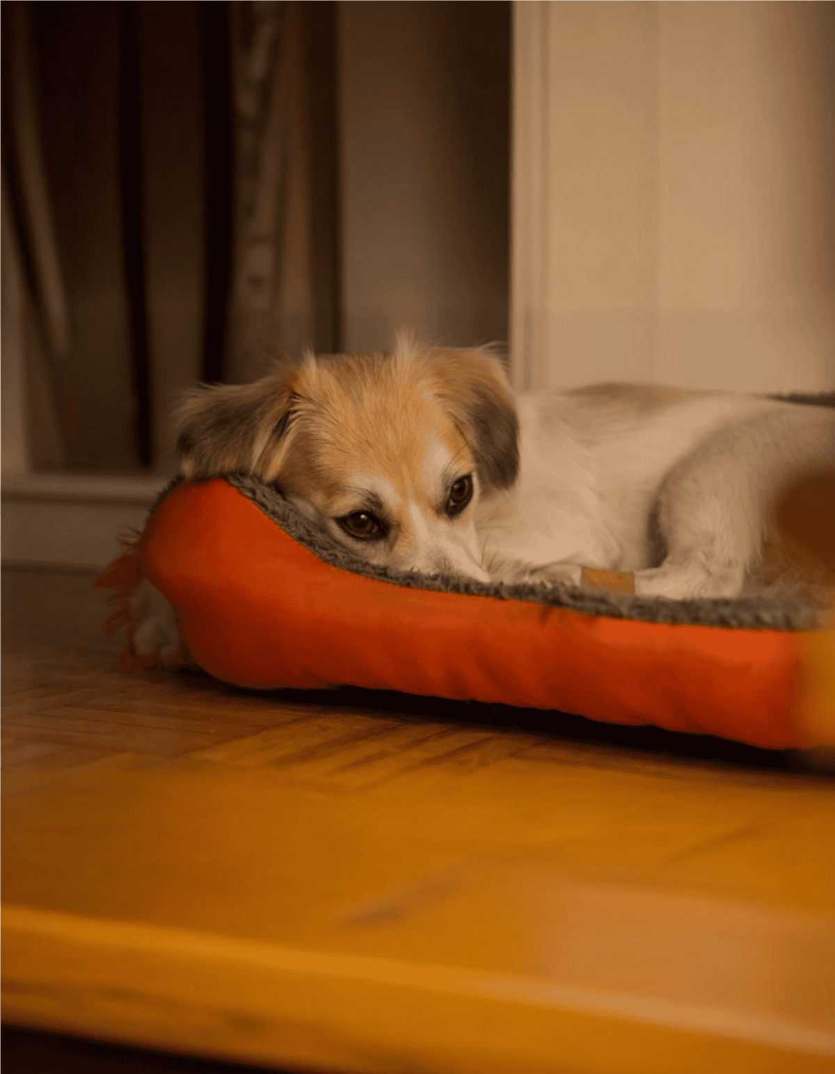 Adorable dog lying on an orange pet bed, relaxed and comfortable, perfect for dog owners seeking quality pet furniture.