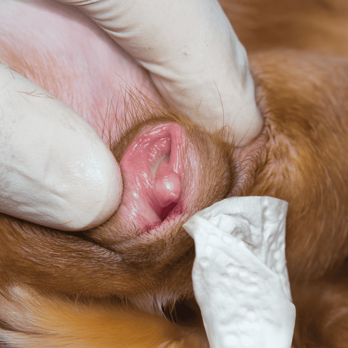 Dog dental cleaning and health tips for pets.