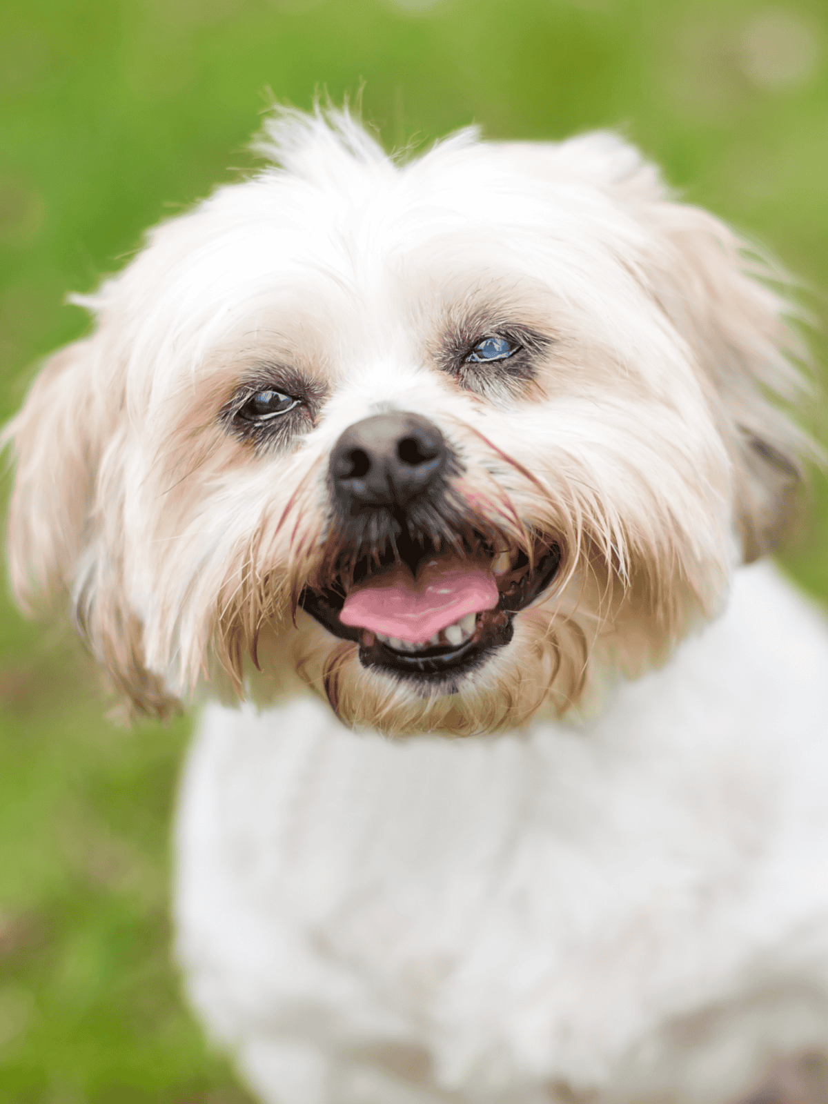 Dog with white fur, joyful expression, and open mouth on green grass.