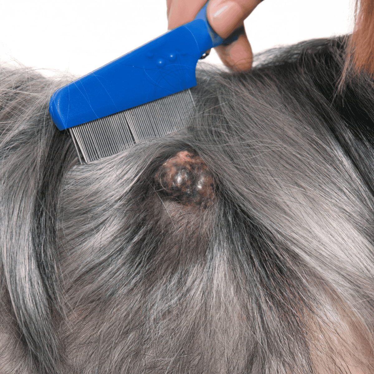 Close-up of a dog’s skin with a large, dark lump being examined with a metal comb.