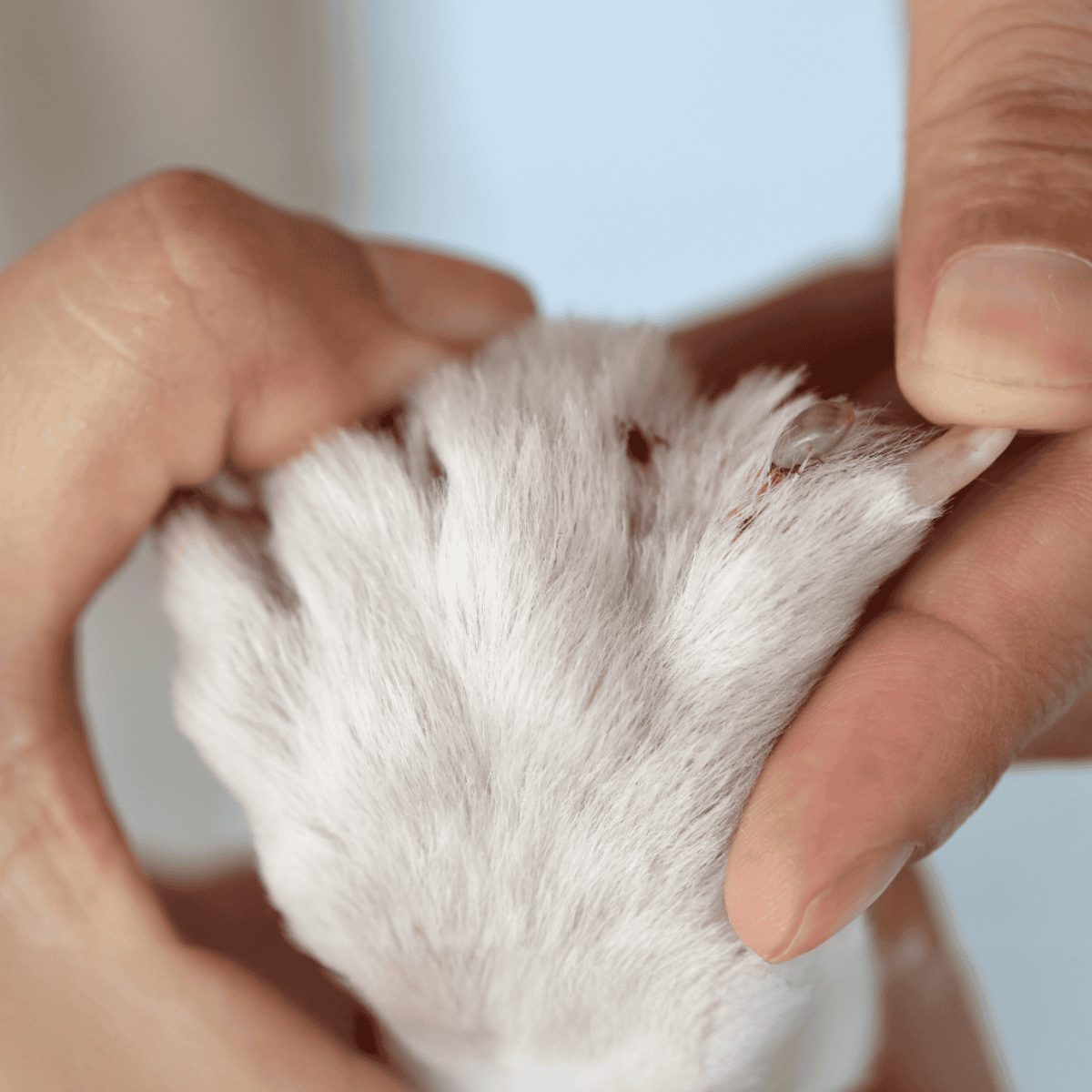 Close-up of a person’s hands checking a dog's ear for health and cleanliness.