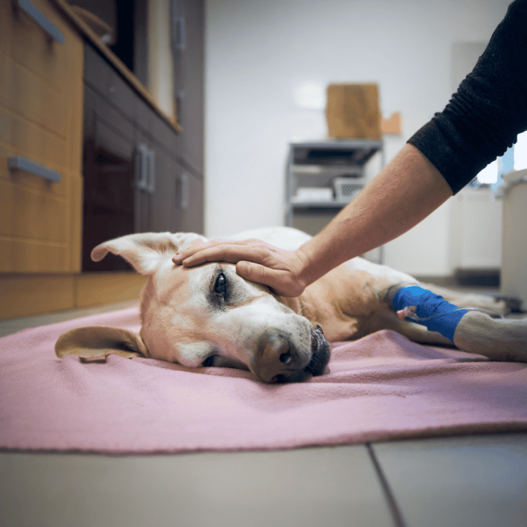 Dog receiving veterinary care and treatment.