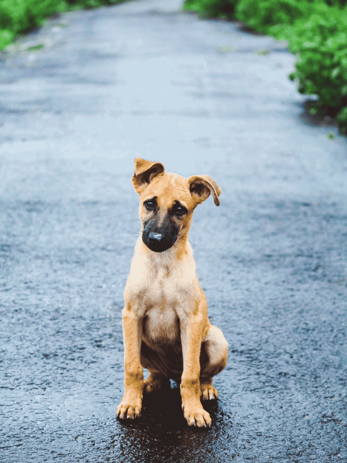 Adorable puppy sitting on wet asphalt road with greenery in background.