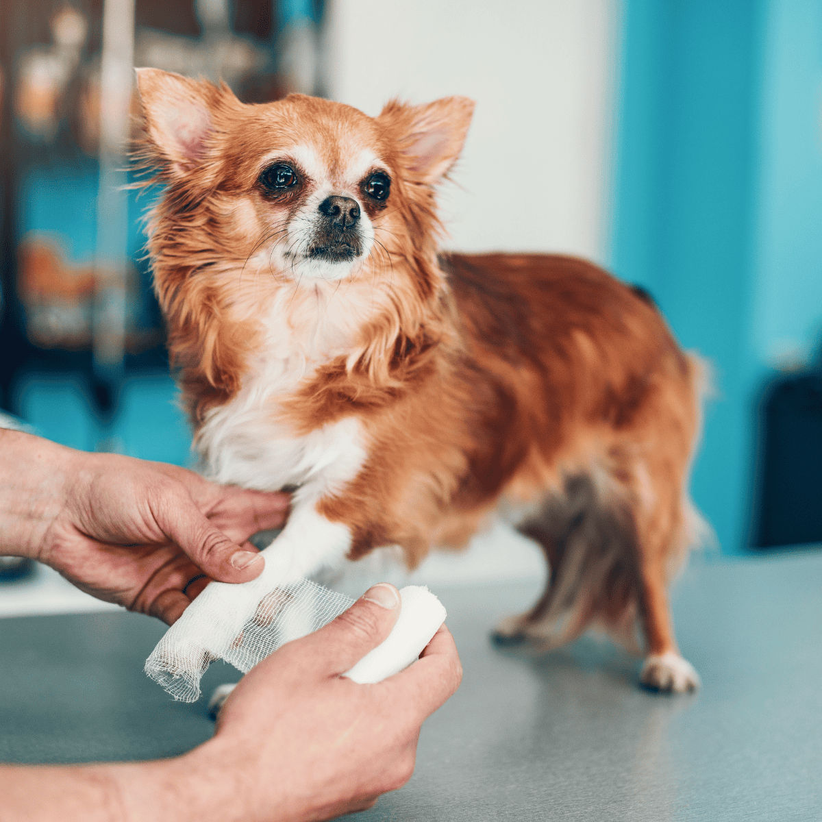 Close-up of a small dog receiving wound care from a veterinarian.