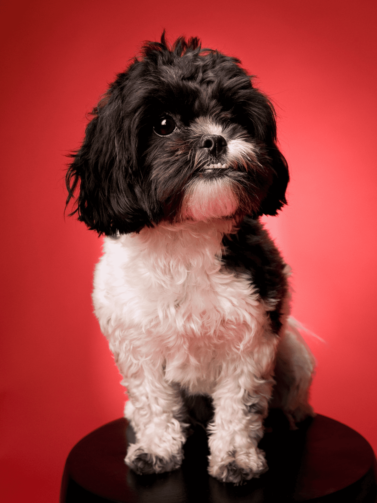 Cute black and white puppy sitting on a stool against a vibrant red background.