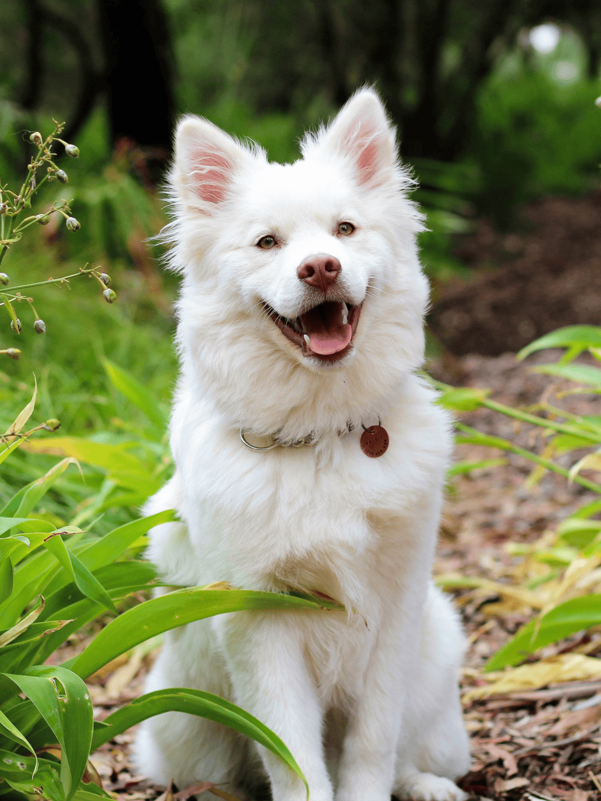 Adorable white dog sitting among greenery in natural outdoor environment.