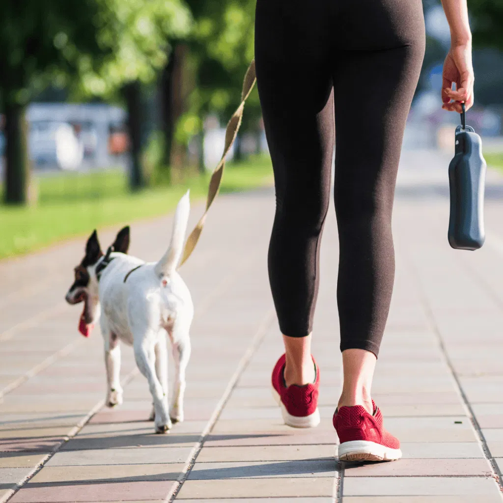 Dog walking outdoors with pet on a leash during a walk in the park.