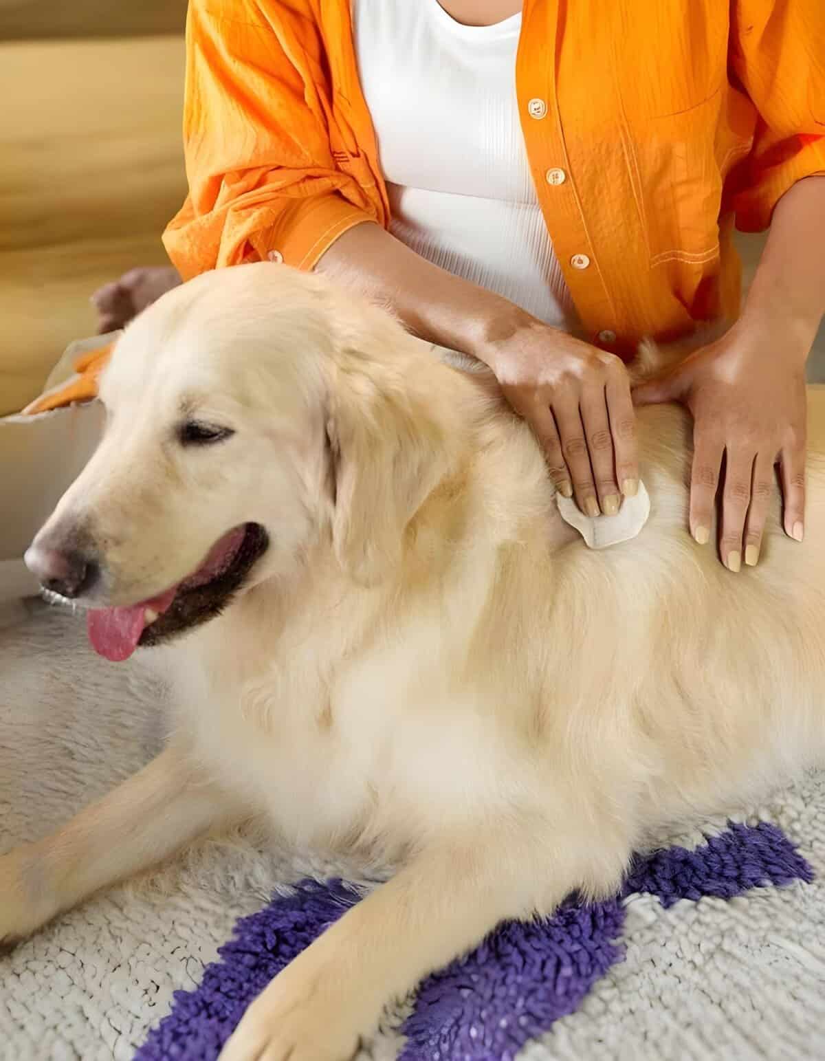 Healthy dog being groomed, close-up of grooming process by vet.