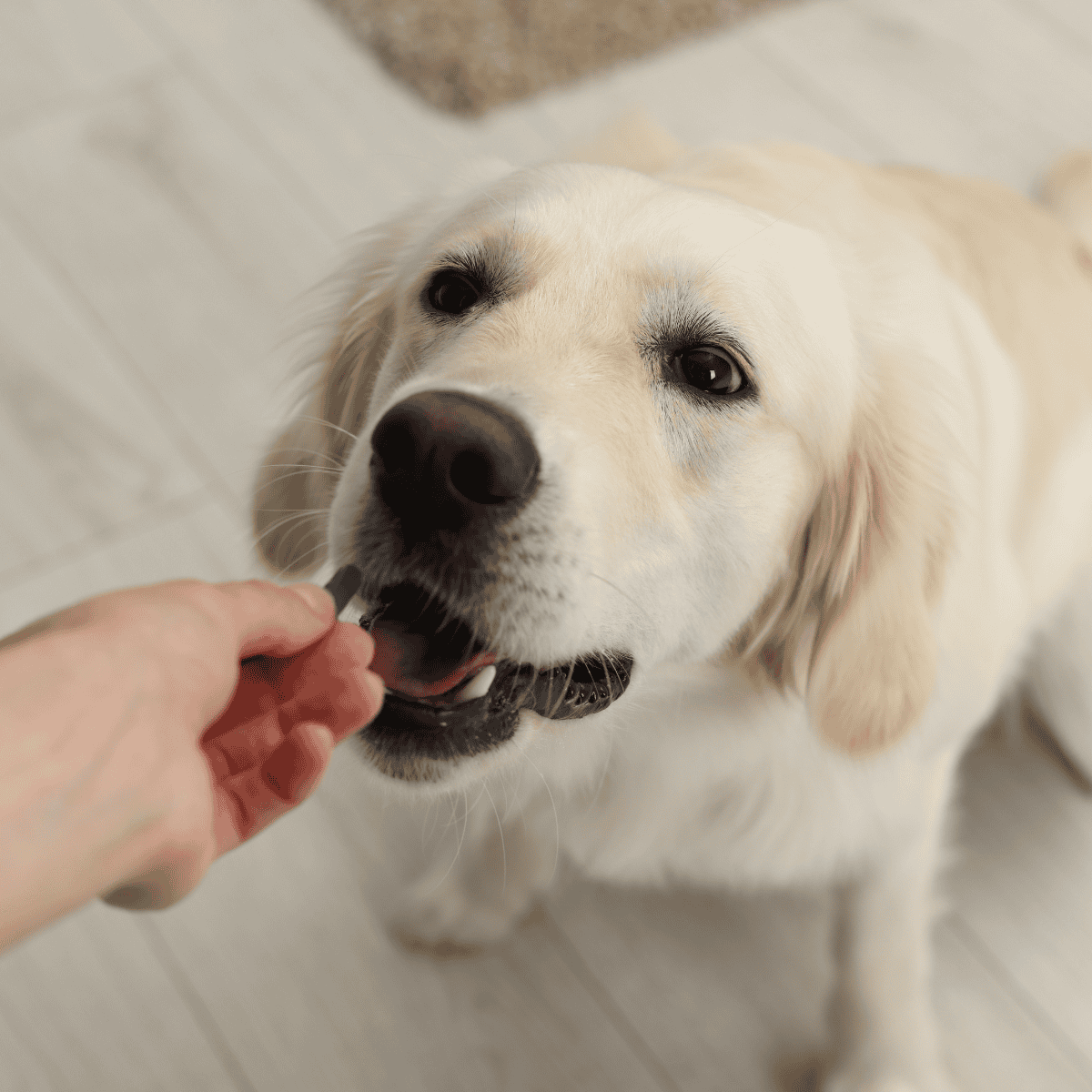 Dog treats, dog training treats, healthy dog snacks, pet treats.