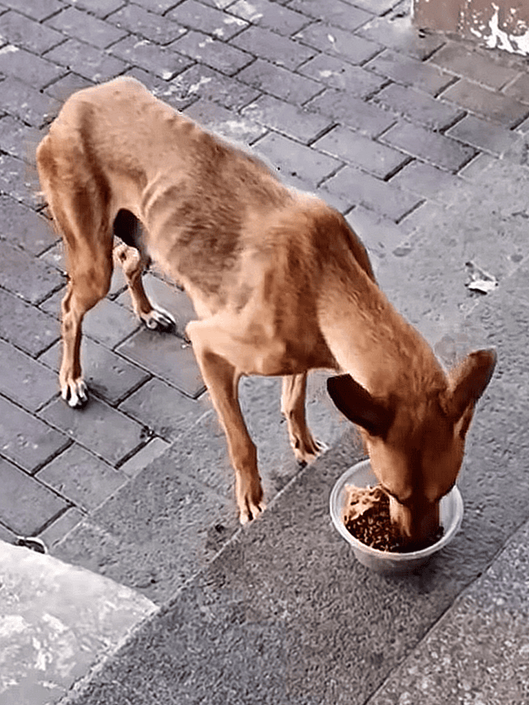 Dog eating food from bowl on street sidewalk. Friendly brown dog enjoying meal outdoors.