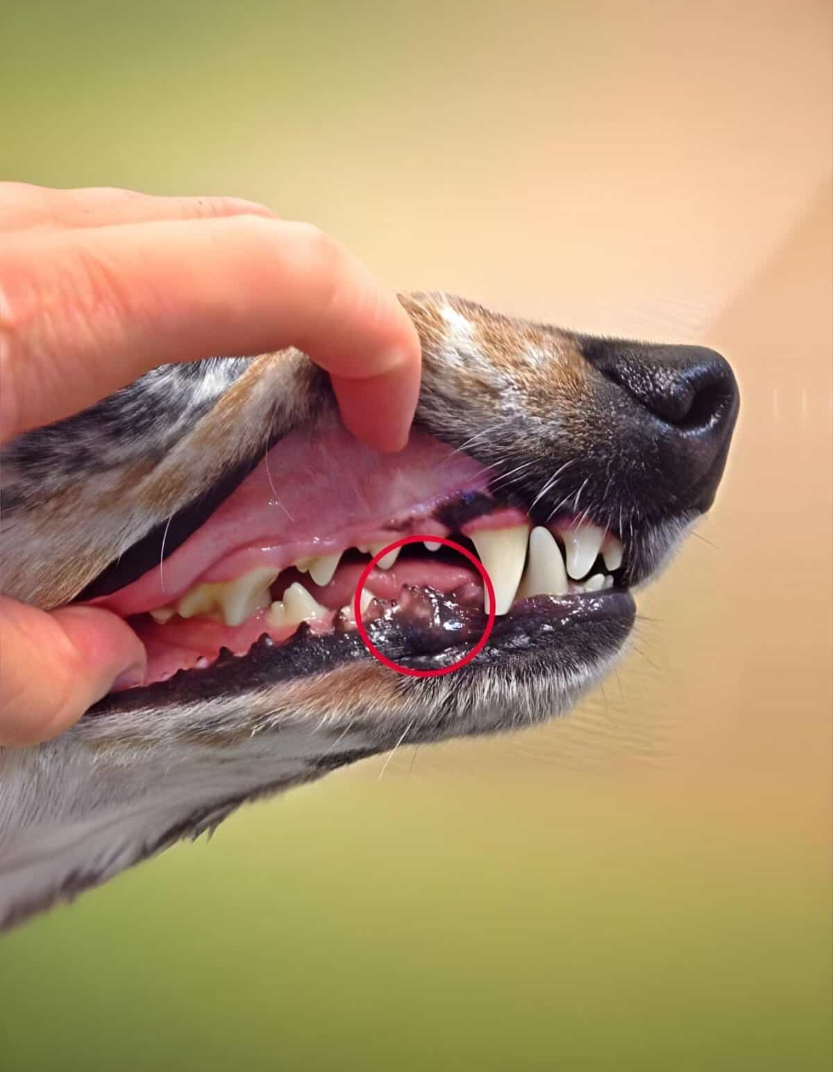 Dog dental health checkup, owner examining dog's teeth for oral health issues.