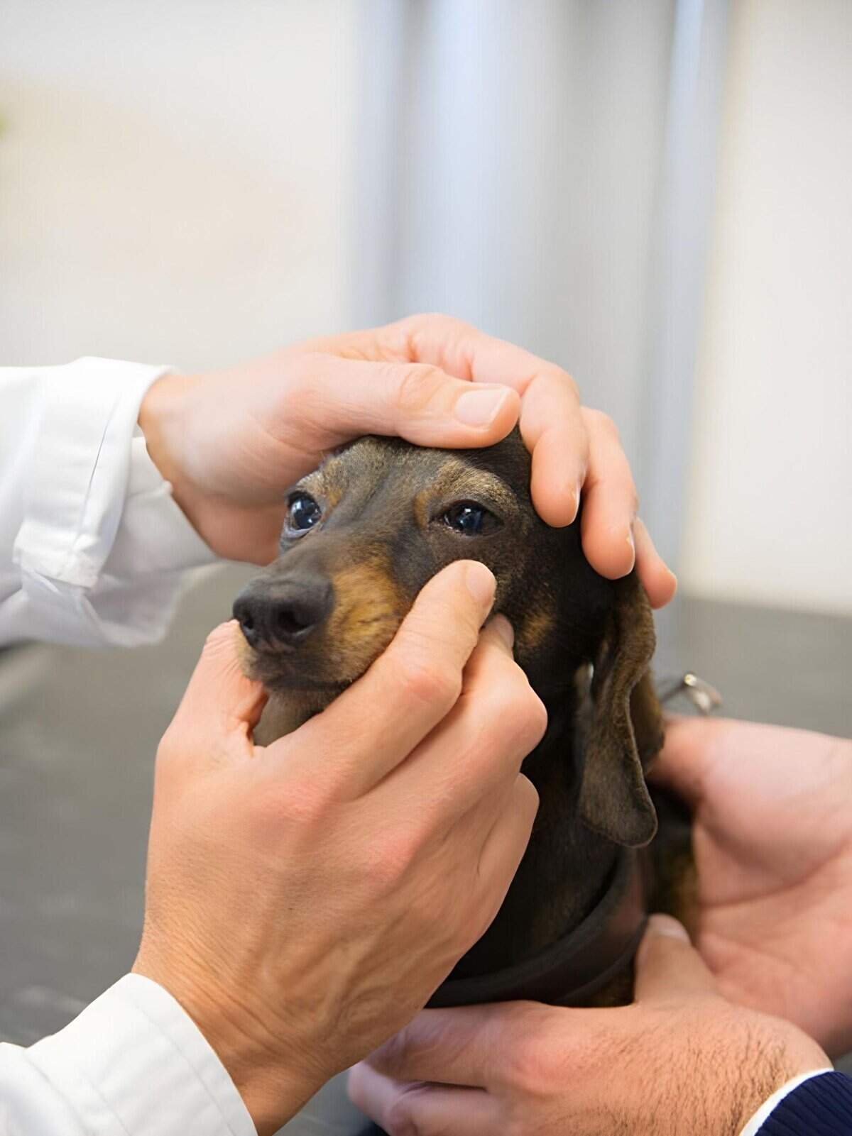 A veterinarian carefully examines a small puppy's face and eyes during a routine health checkup to ensure pet wellness.
