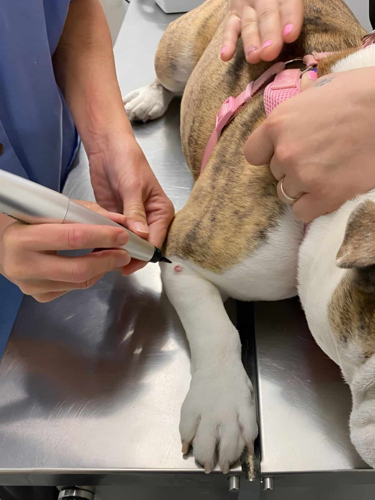 Dog getting vaccinated by veterinarian.