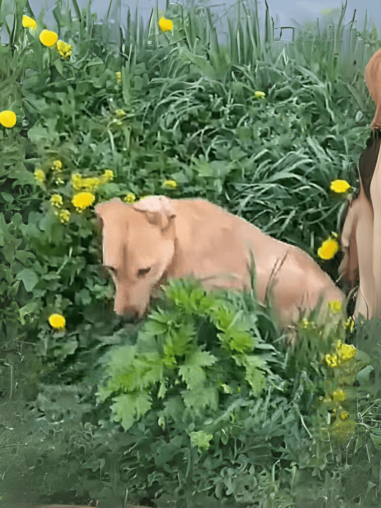 Dog-friendly outdoor gardening with a cute Labrador in lush green plants.