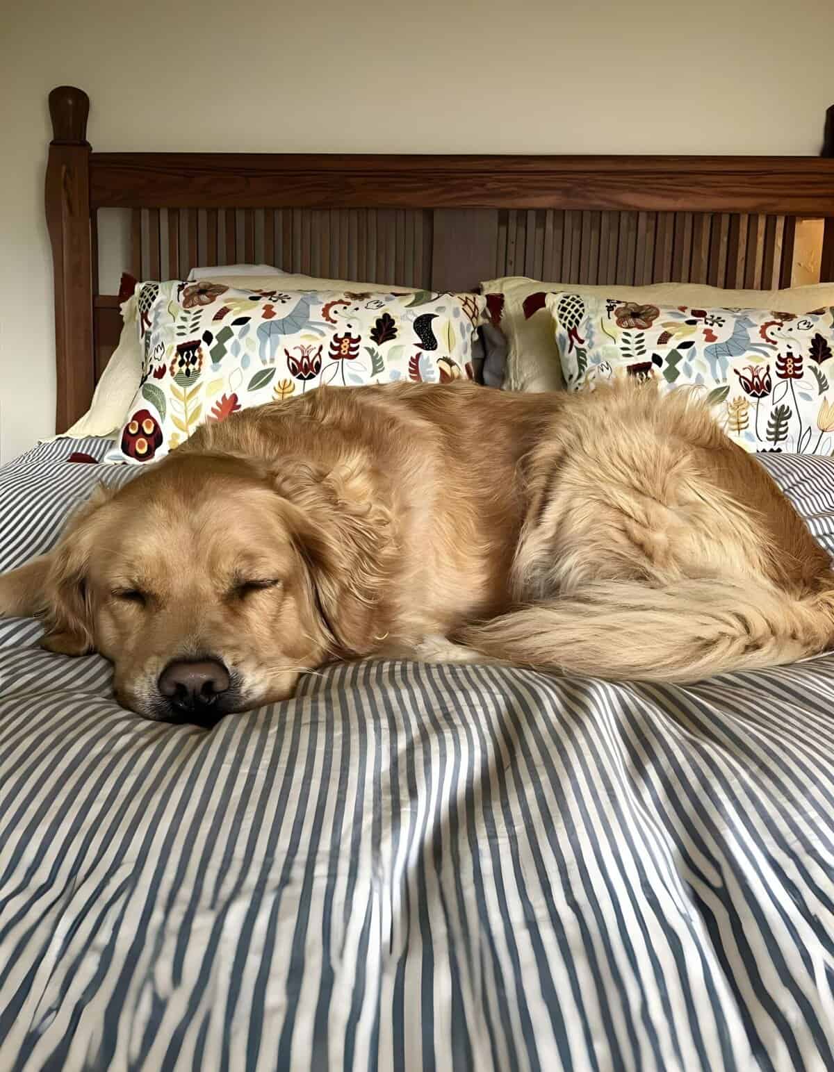 Cute golden retriever peacefully snoozing on a striped bed with decorative pillows.