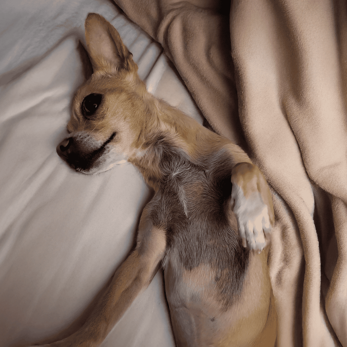 Adorable dog lying on bed with cozy blanket, resting comfortably.
