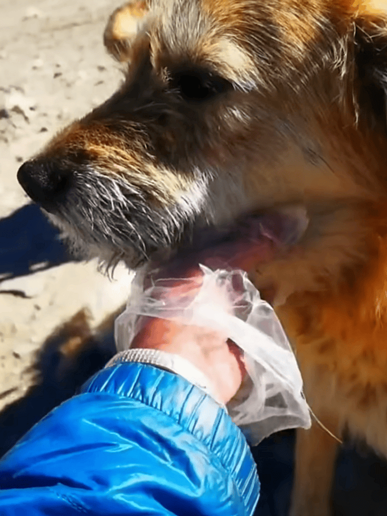 Comforting dog euthanasia support and resources. Compassionate pet loss assistance from Dogfix.com.