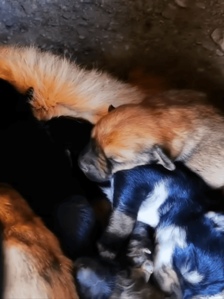 Adorable group of puppies cuddling together, showcasing puppy care and animal companionship.