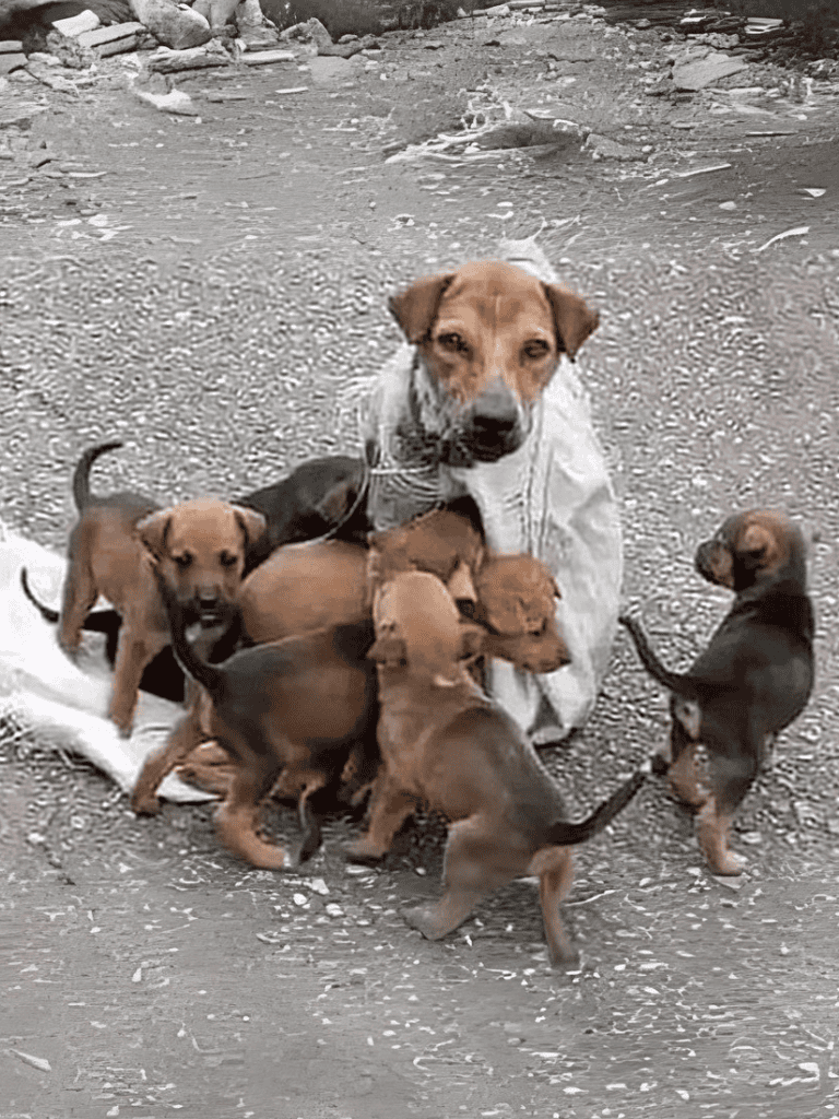 Adorable puppy surrounded by playful puppies outside on a gravel ground.