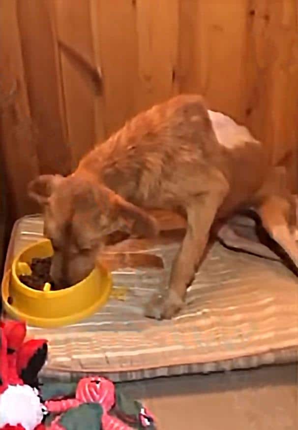 Dog enjoying meal from yellow bowl in cozy wooden room.