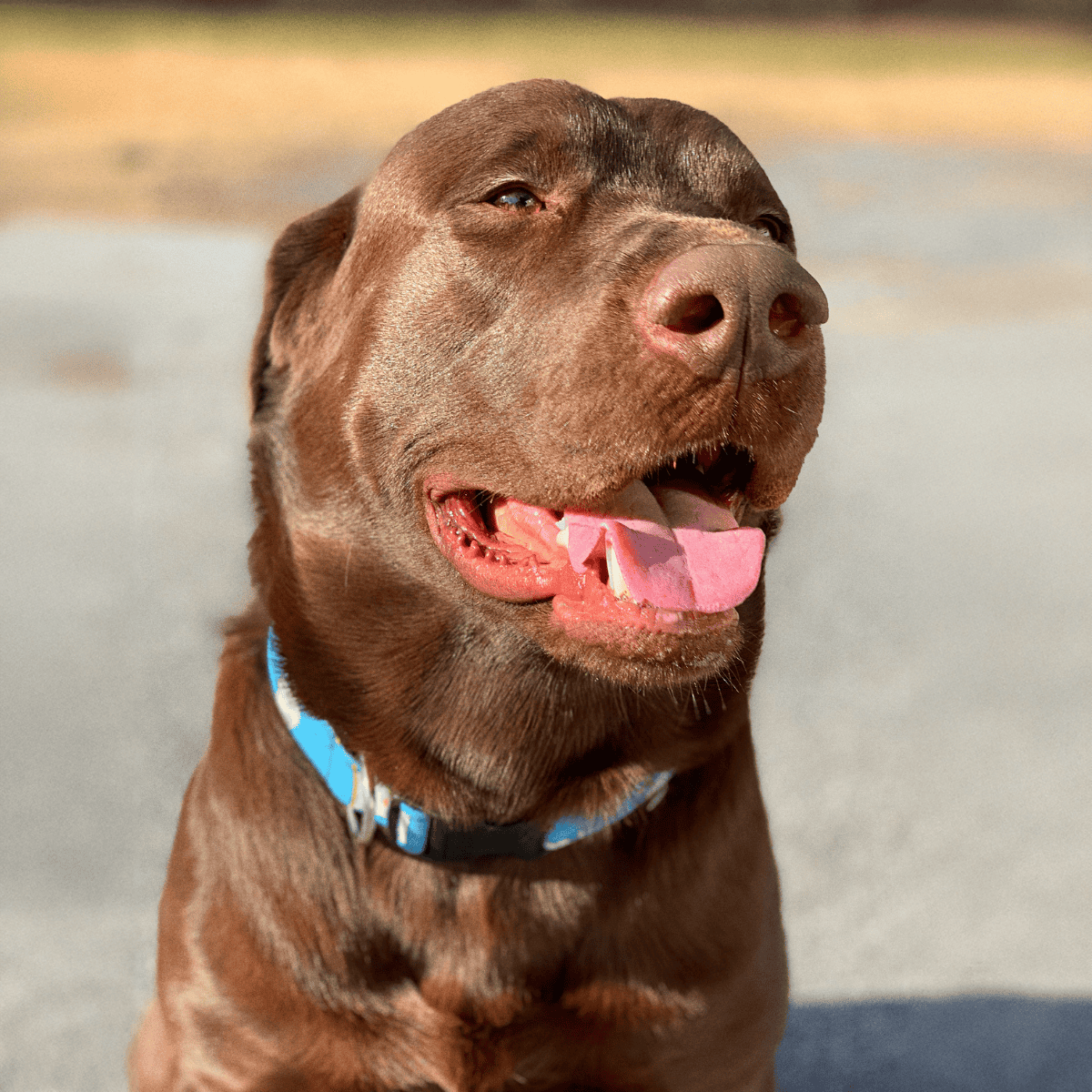 Happy brown dog smiling.