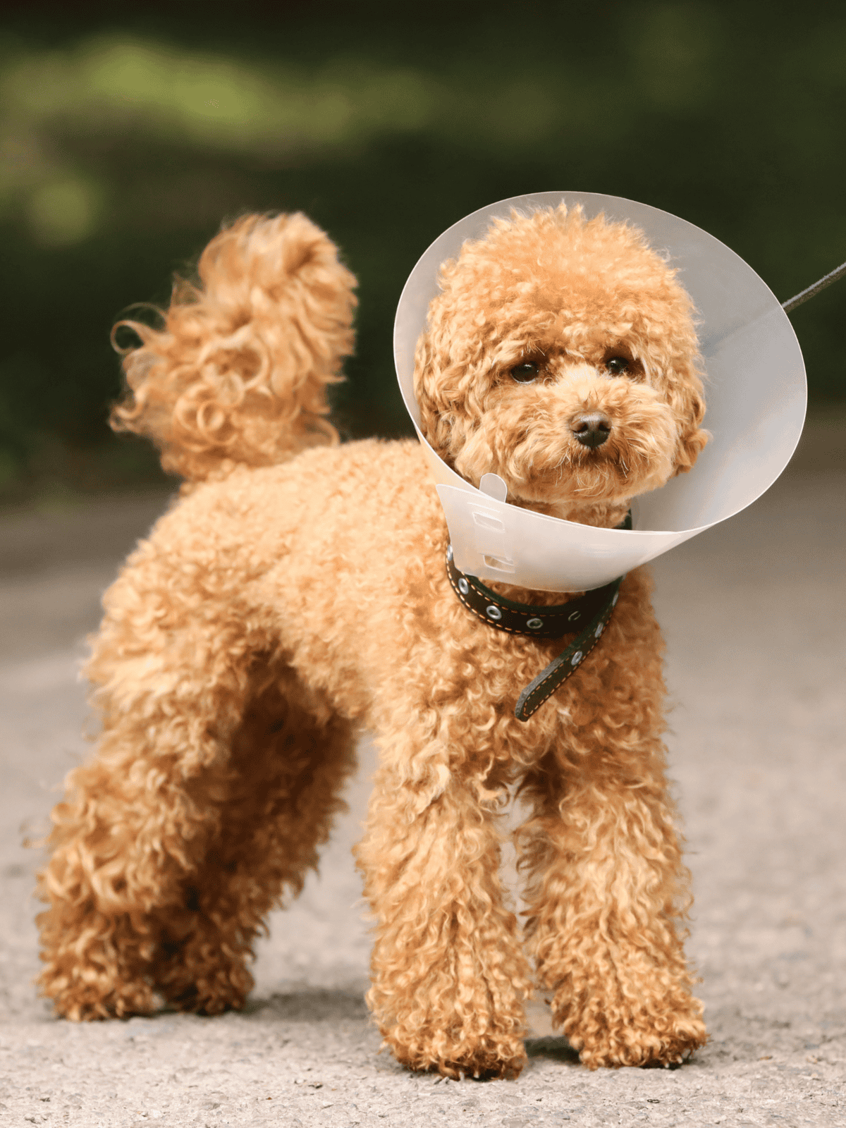 Adorable poodle wearing a protective cone collar for healing after vet care.