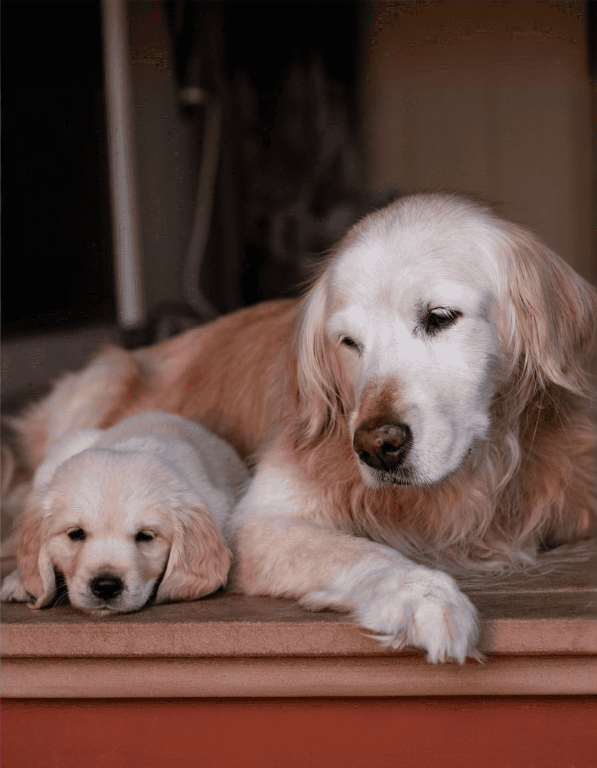 Adorable Golden Retriever puppy and mature dog resting on a cozy surface inside the home.