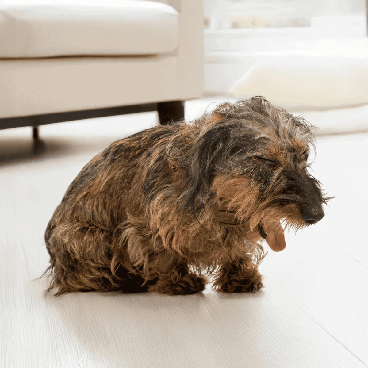Adorable long-haired Dachshund yawning indoors on white flooring.