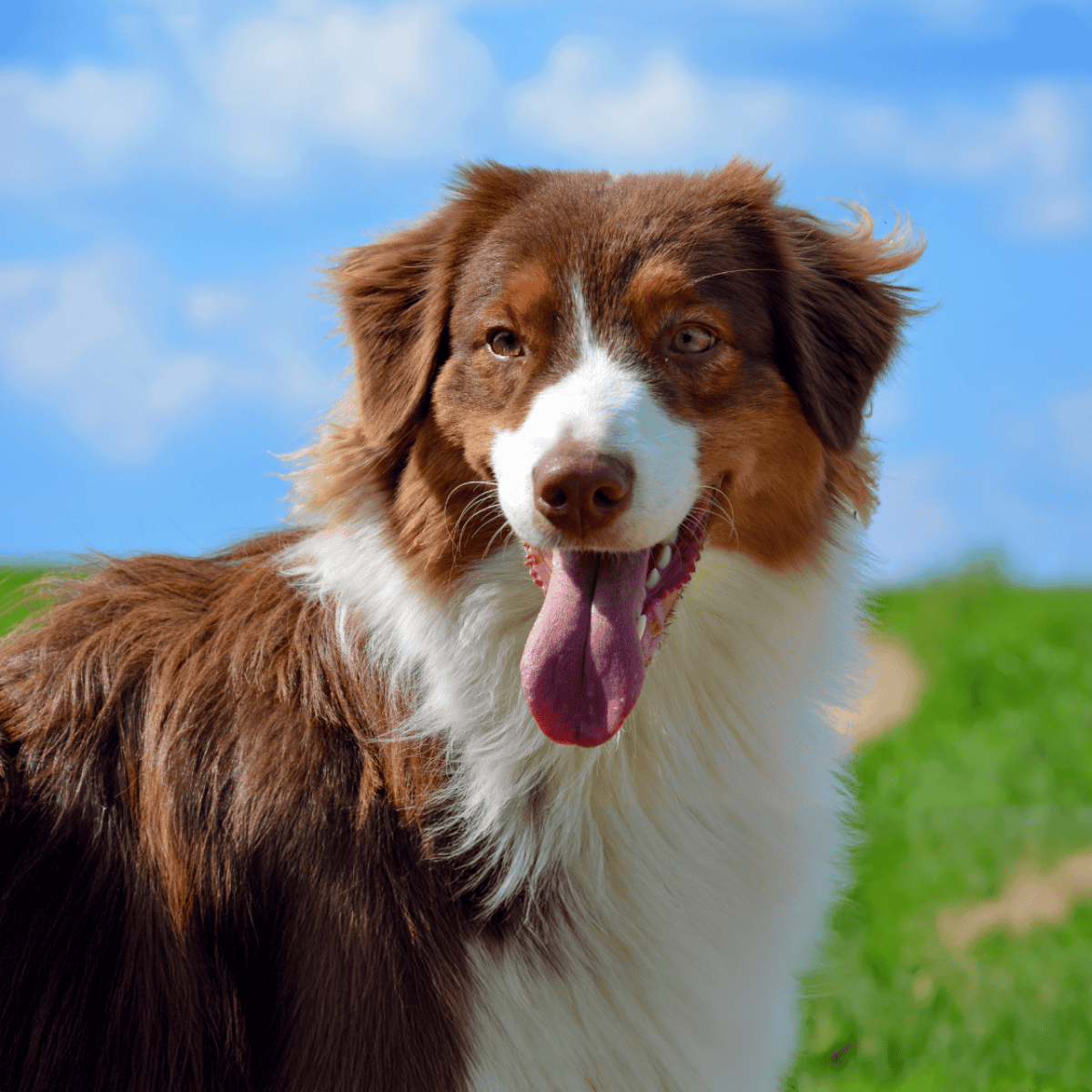 Australian Shepherd dog outdoors, happy and friendly pet, natural outdoor setting.