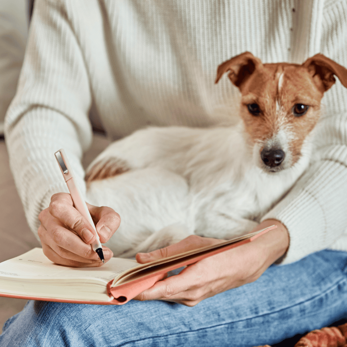 Dog lying on person’s lap, calm and relaxed, close-up, indoor setting.