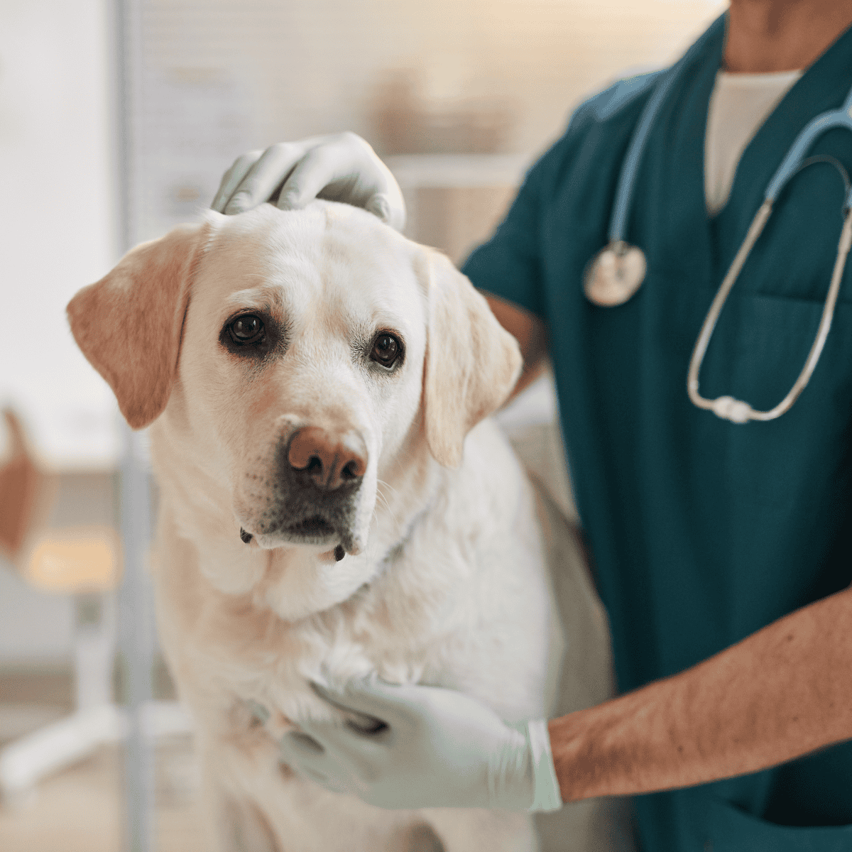 A friendly veterinarian performs a health check on a Labrador retriever in a veterinary clinic.
