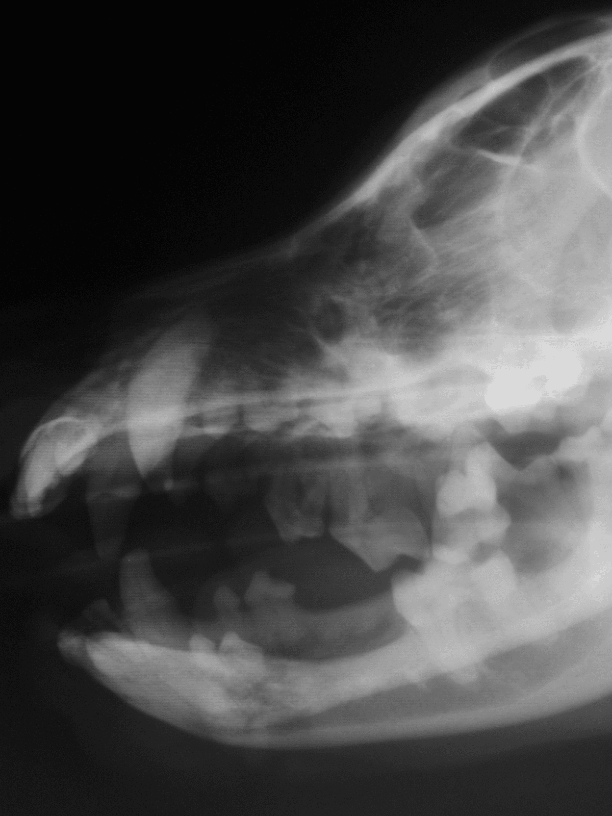 High-quality X-ray of a dog's teeth and jaw for veterinary dental care assessments.