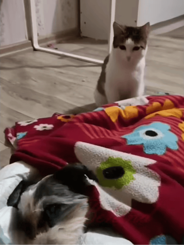 Adorable cats and playful pets sitting on colorful blanket in cozy home setting.