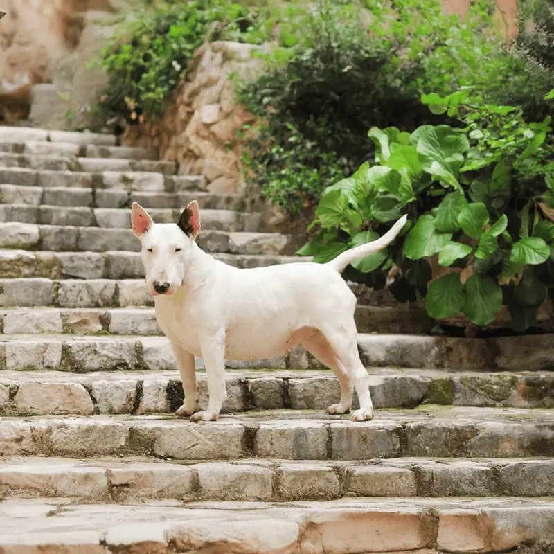 Friendly dog relaxing on stone stairs in a garden setting.