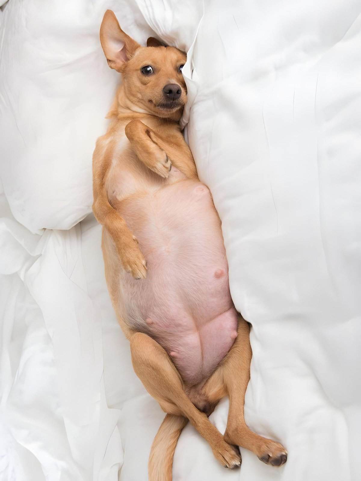 Adorable dog relaxing on soft white bedsheets, showing playful and calm personality.