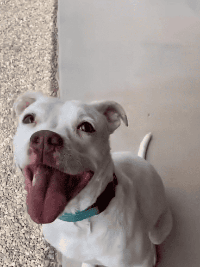 Happy dog with big smile, excited for pet care and dog rescue.